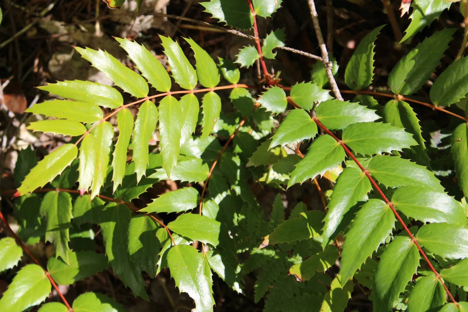 Creeping Mahonia (Mahonia Repens) — it should be noted that the plant prefers well-drained soil with a slight acidity