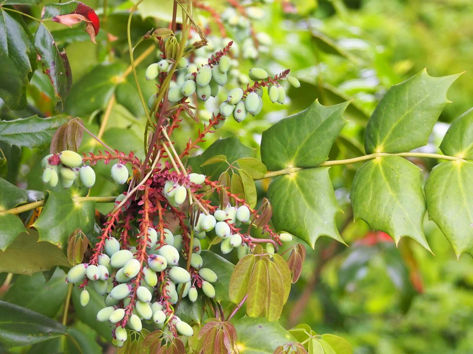 Creeping Mahonia (Mahonia Repens) — It is drought-tolerant once established, requiring minimal watering and is suitable for USDA zones 5 to 8