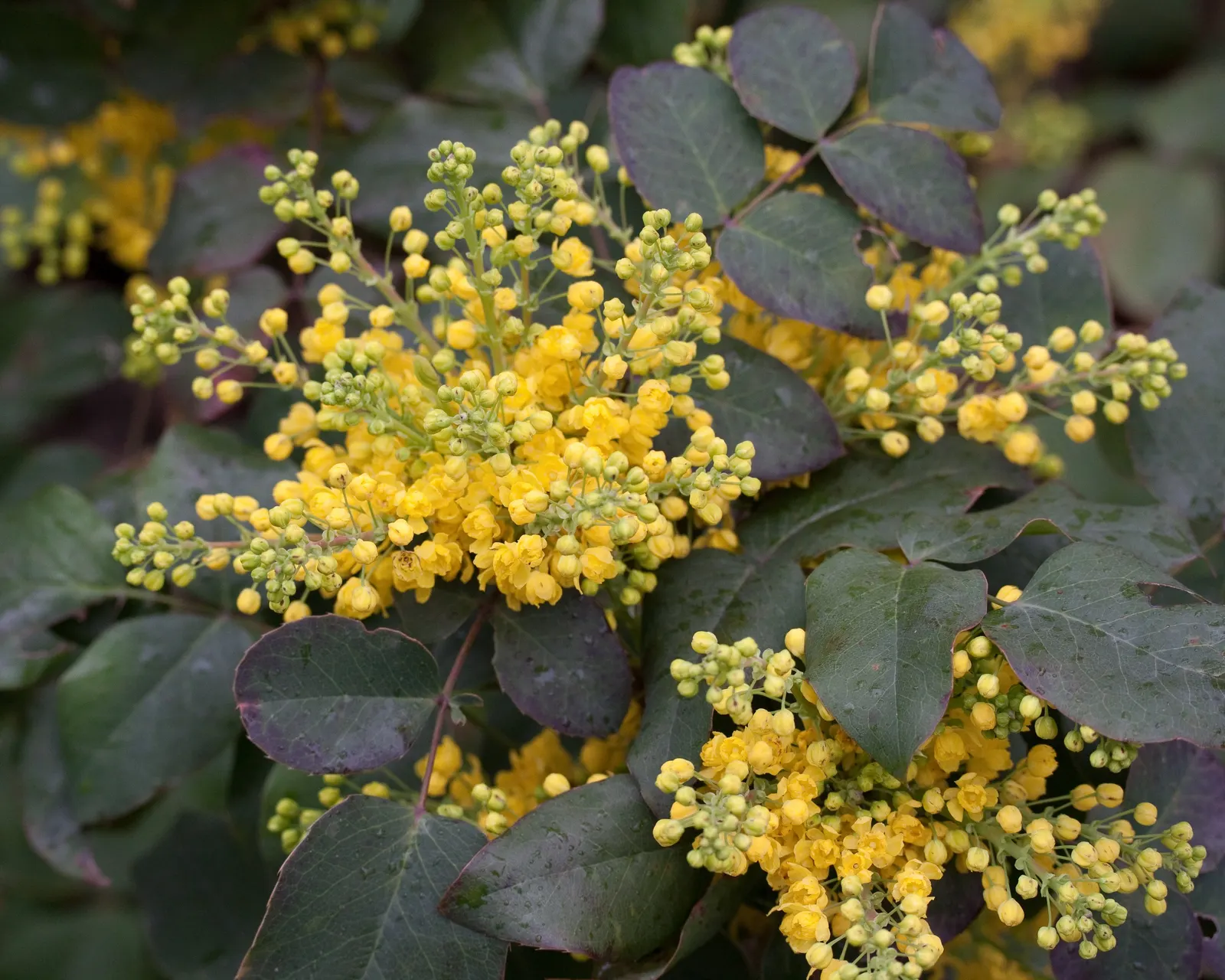 Creeping Mahonia (Mahonia Repens) — holly-like leaves that turn various shades of red and purple in the fall and winter