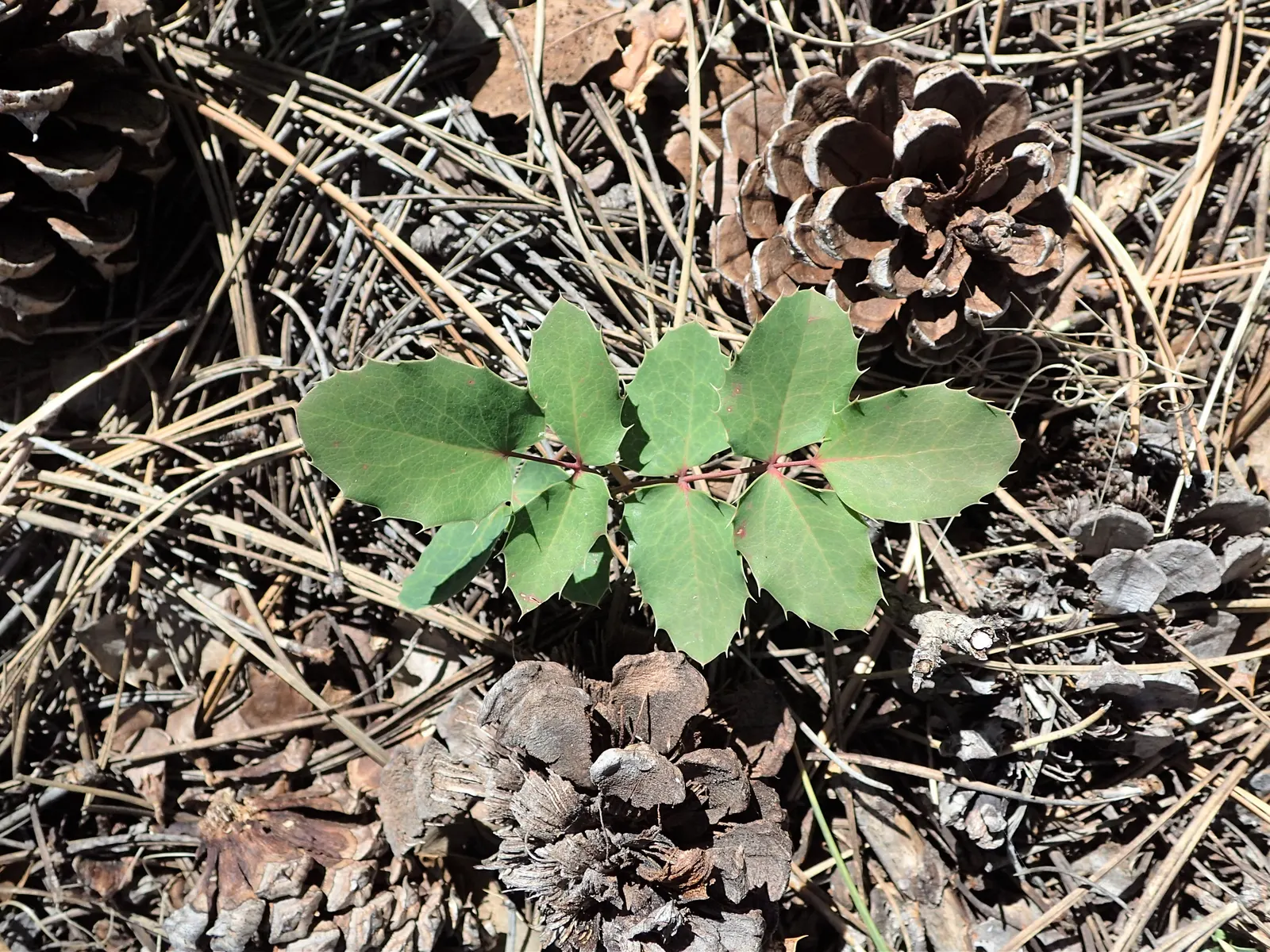 Creeping Mahonia (Mahonia Repens) — Its slow to moderate growth rate makes it easy to maintain