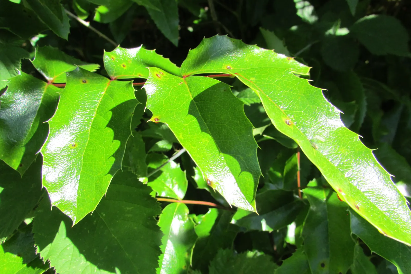 Creeping Mahonia (Mahonia Repens) — or as an underplanting in woodland gardens