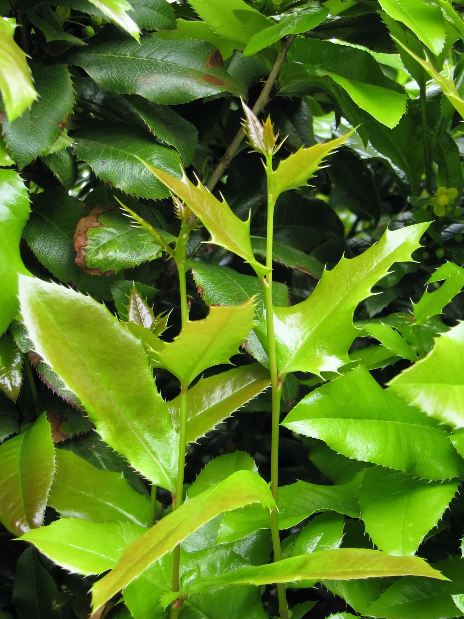 Creeping Mahonia (Mahonia Repens) — it showcases yellow blooms in spring and purple-blue berries in late summer; perfect as ground cover, it adds, image 55