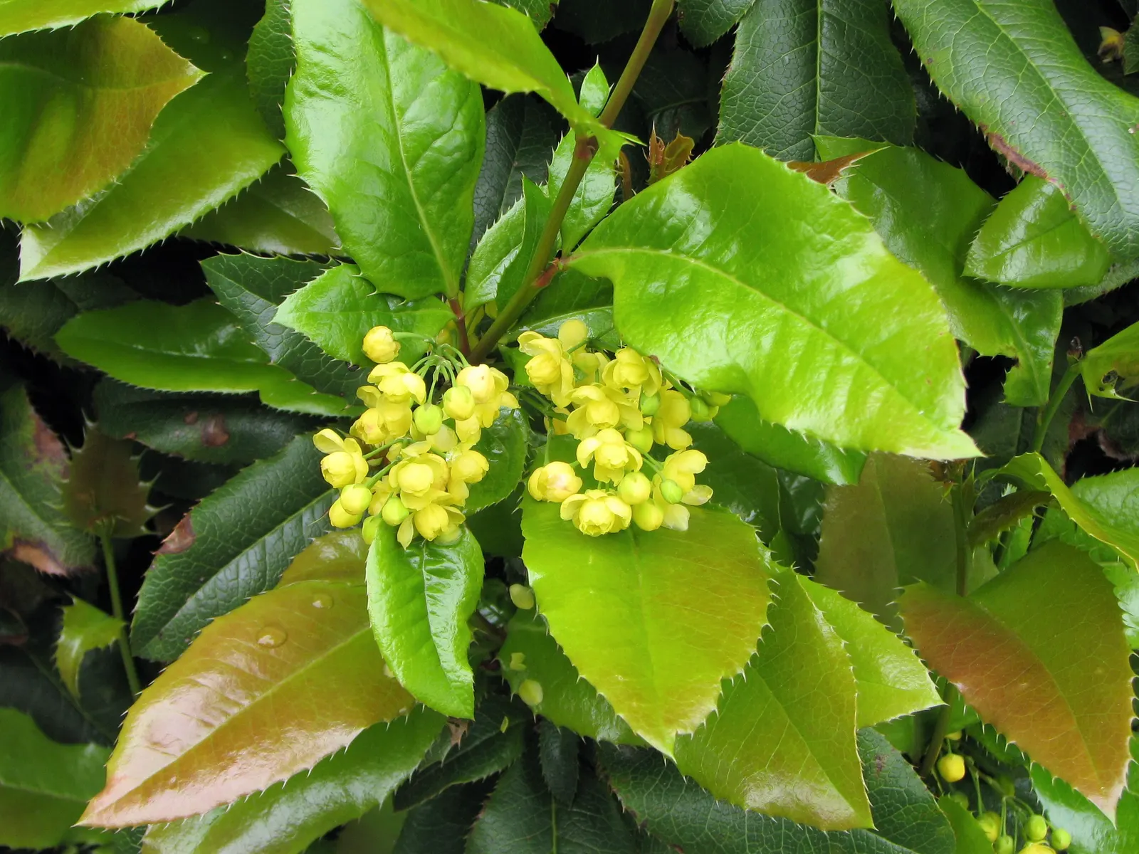 Creeping Mahonia (Mahonia Repens) — the plant sports cheerful yellow flowers in small clusters
