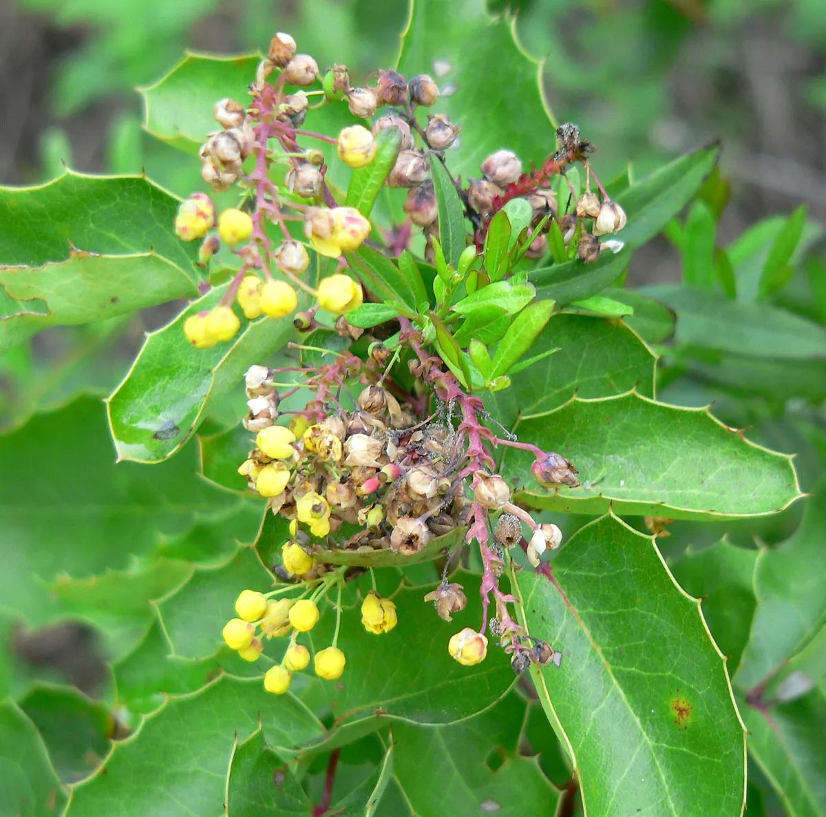 Creeping Mahonia (Mahonia Repens) — Admired for its holly-like foliage; ground cover / shrub for half or shade