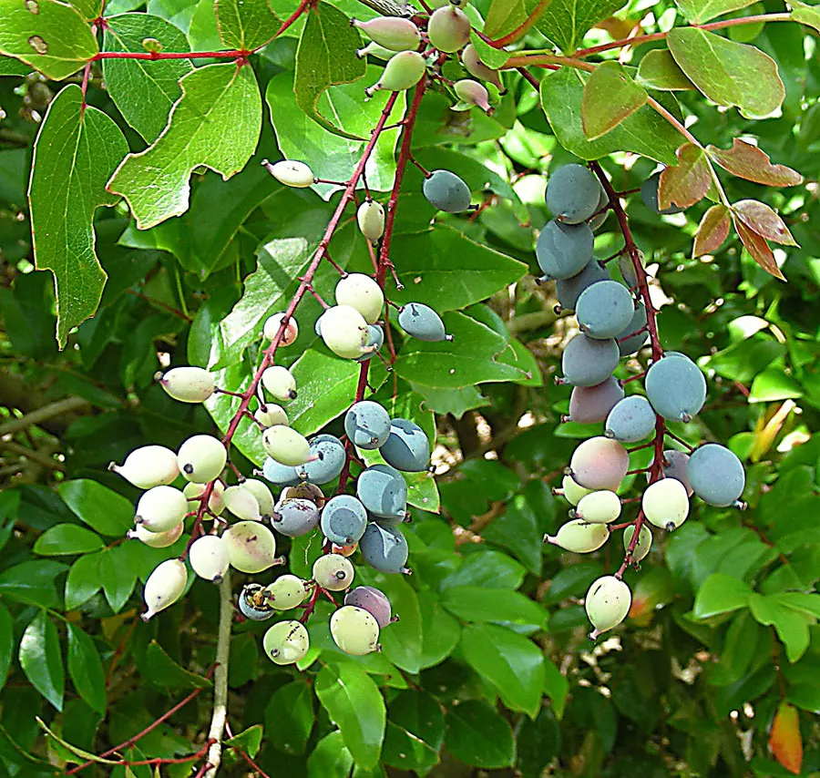 Creeping Mahonia (Mahonia Repens) — it should be noted that the plant prefers well-drained soil with a slight acidity; yellow flowers in the garden