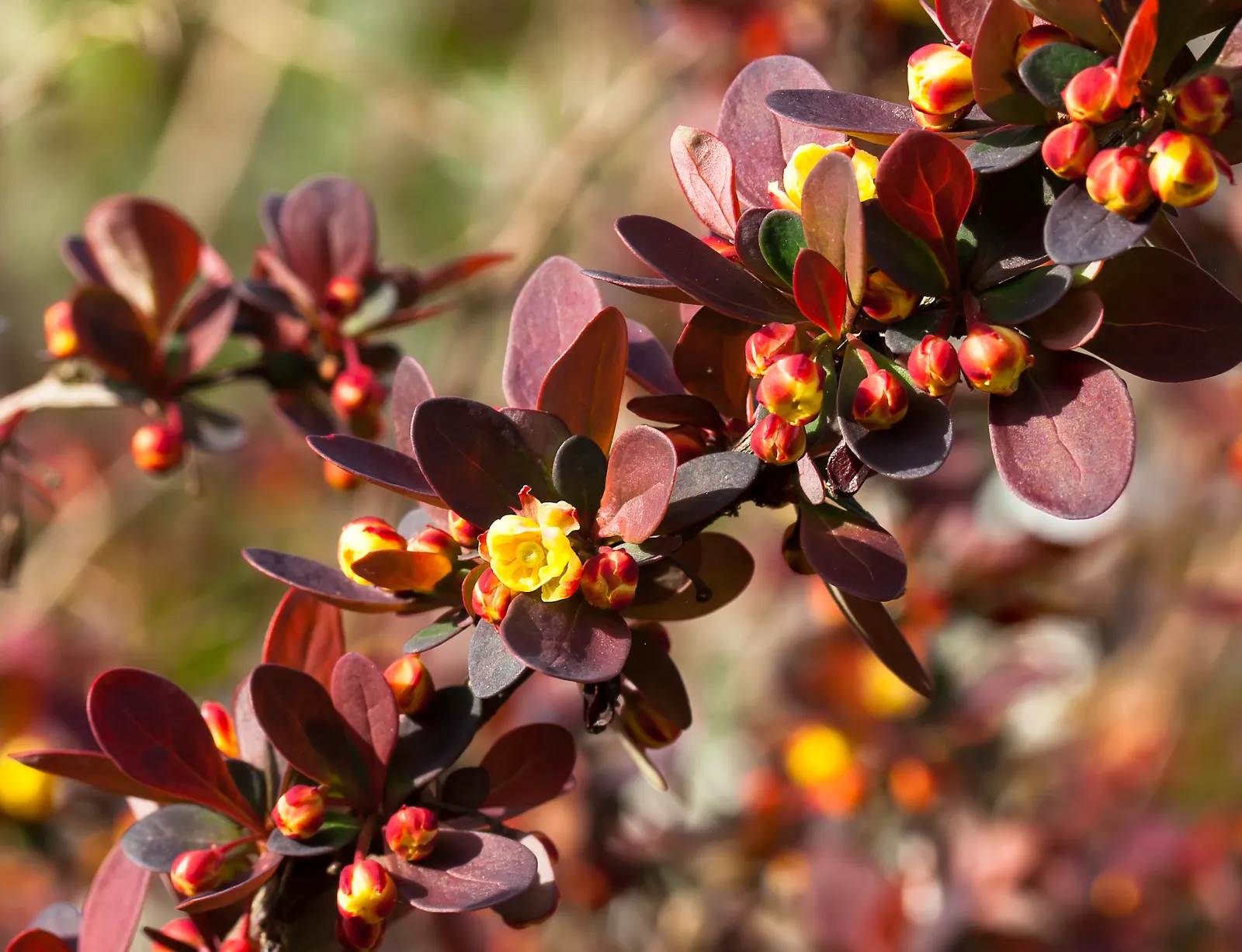 Creeping Mahonia (Mahonia Repens) — which are particularly attractive to pollinators like bees; also known as the Creeping Oregon Grape