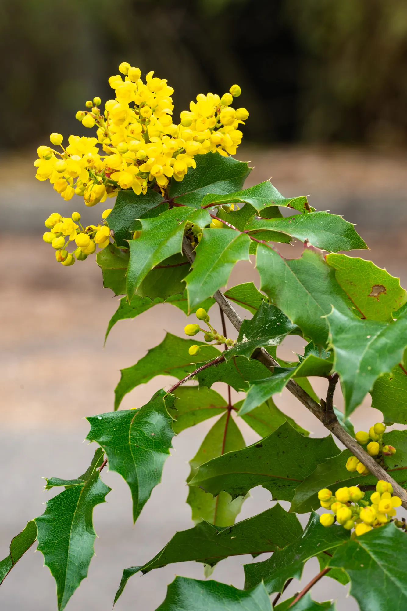 Creeping Mahonia (Mahonia Repens) — The Creeping Mahonia is an excellent choice for filling gaps between larger shrubs