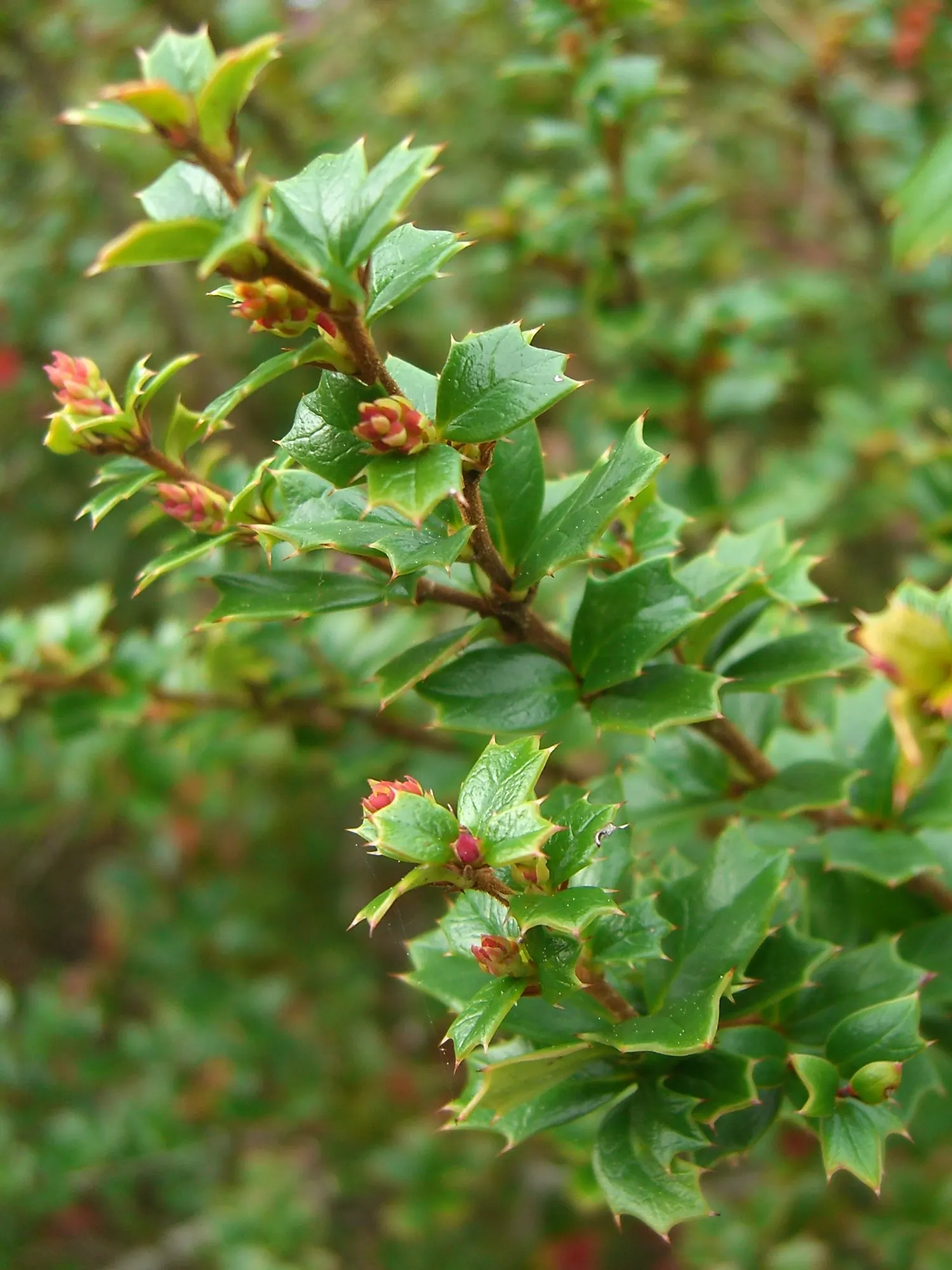 Creeping Mahonia (Mahonia Repens) — ground cover / shrub with yellow blooms