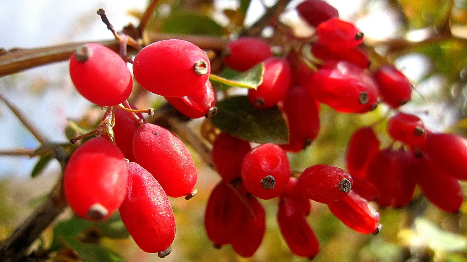Creeping Mahonia (Mahonia Repens) — ground cover / shrub for half or shade; or as an underplanting in woodland gardens
