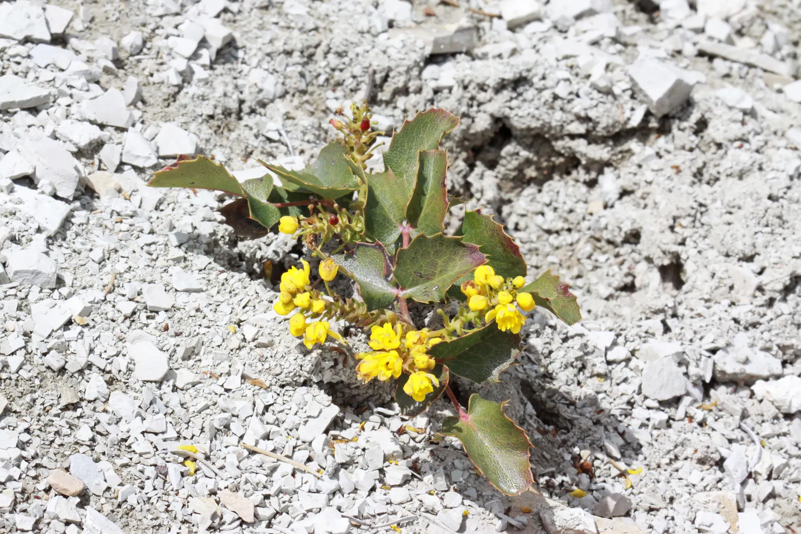 Creeping Mahonia (Mahonia Repens) — offers year-round interest with its rich green; by late summer or early fall, these blooms give way to dark blue, edible