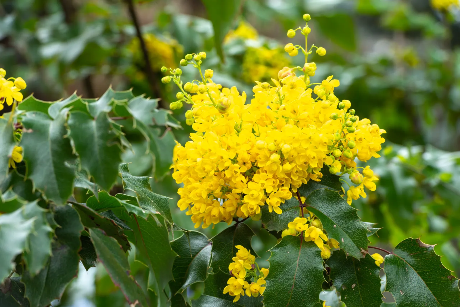 Creeping Mahonia (Mahonia Repens) — yellow flowers in the garden