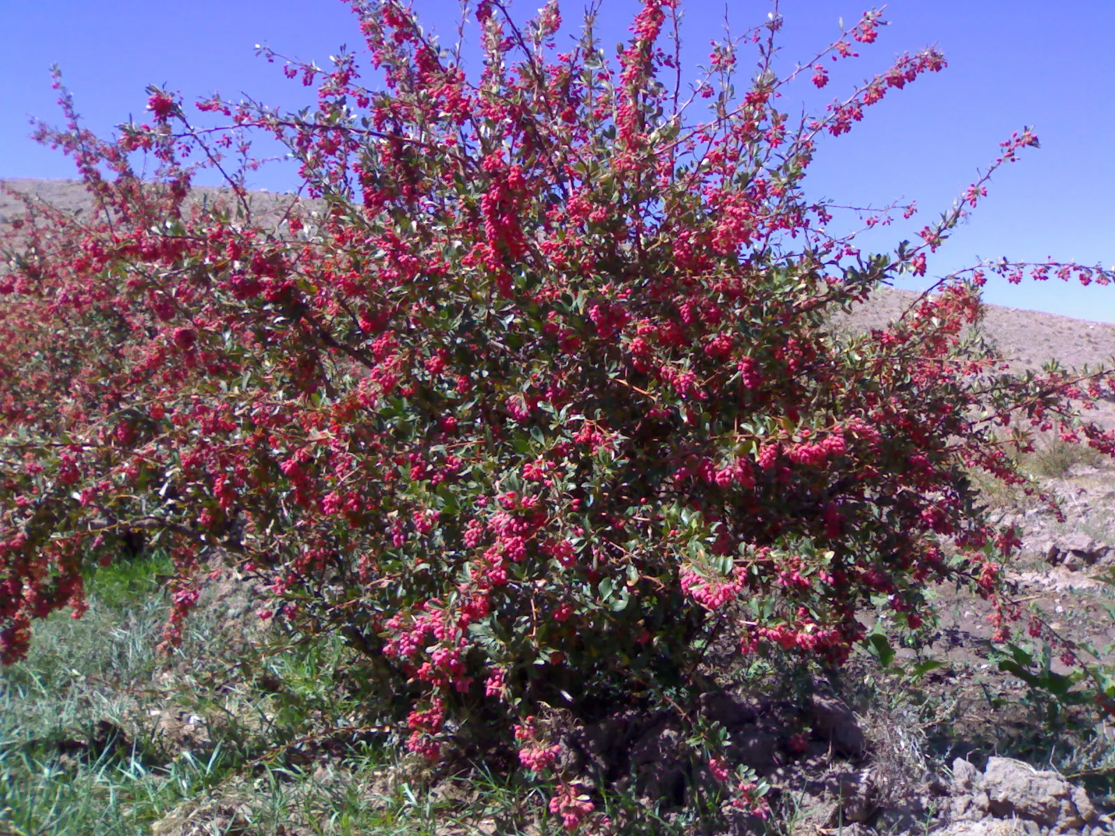 Creeping Mahonia (Mahonia Repens) — Its slow to moderate growth rate makes it easy to maintain; the Creeping Mahonia is an excellent choice for filling gaps