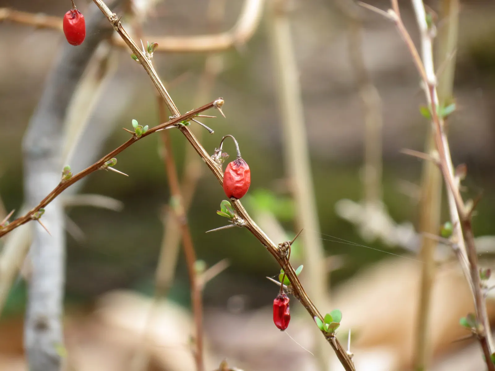 Creeping Mahonia (Mahonia Repens) — By late summer or early fall, these blooms give way to dark blue, edible berries