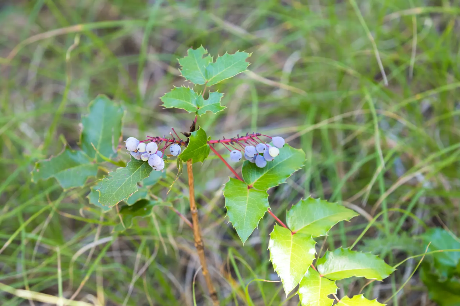 Creeping Mahonia (Mahonia Repens) — yellow flowers in the garden; this hardy native species