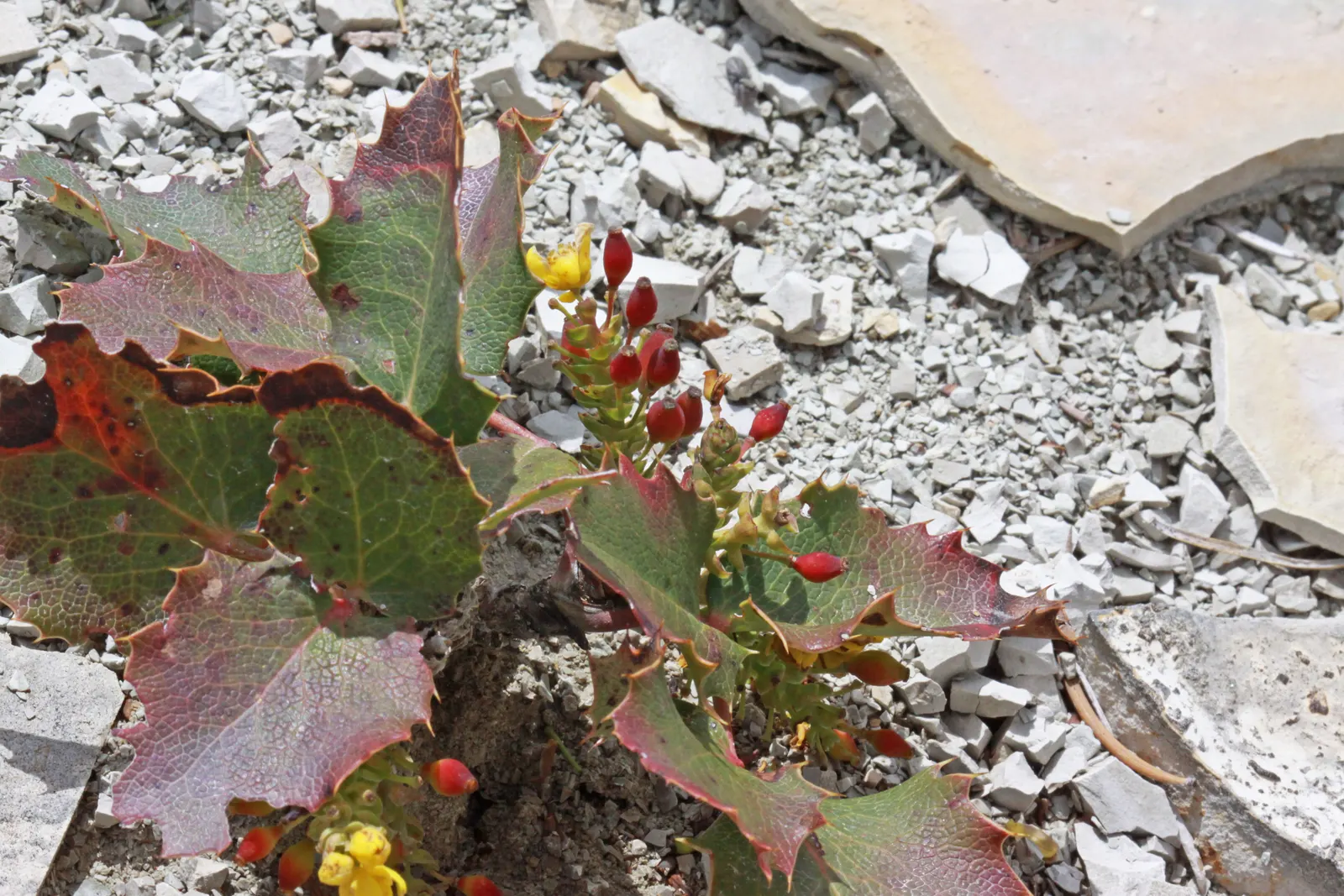 Creeping Mahonia (Mahonia Repens) — By late summer or early fall, these blooms give way to dark blue, edible berries; which are particularly attractive to