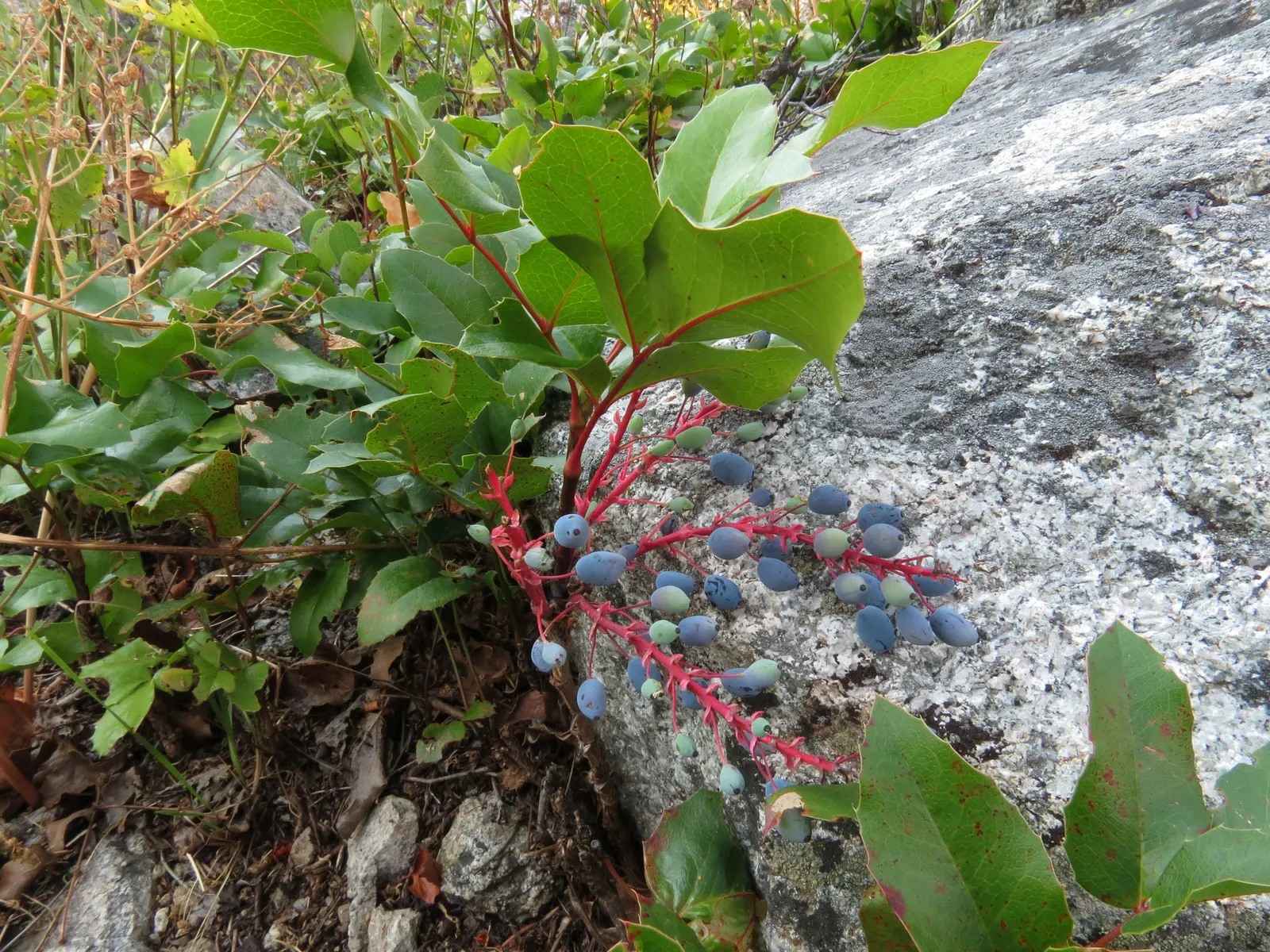 Creeping Mahonia (Mahonia Repens) — Creeping Mahonia (Mahonia repens) is an attractive; admired for its holly-like foliage