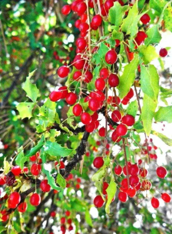 Creeping Mahonia (Mahonia Repens) — also known as the Creeping Oregon Grape; offers year-round interest with its rich green