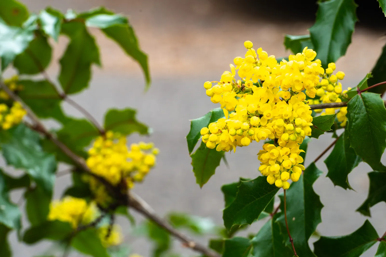 Creeping Mahonia (Mahonia Repens) — Creeping Mahonia (Mahonia repens) is an attractive; admired for its holly-like foliage, image 51