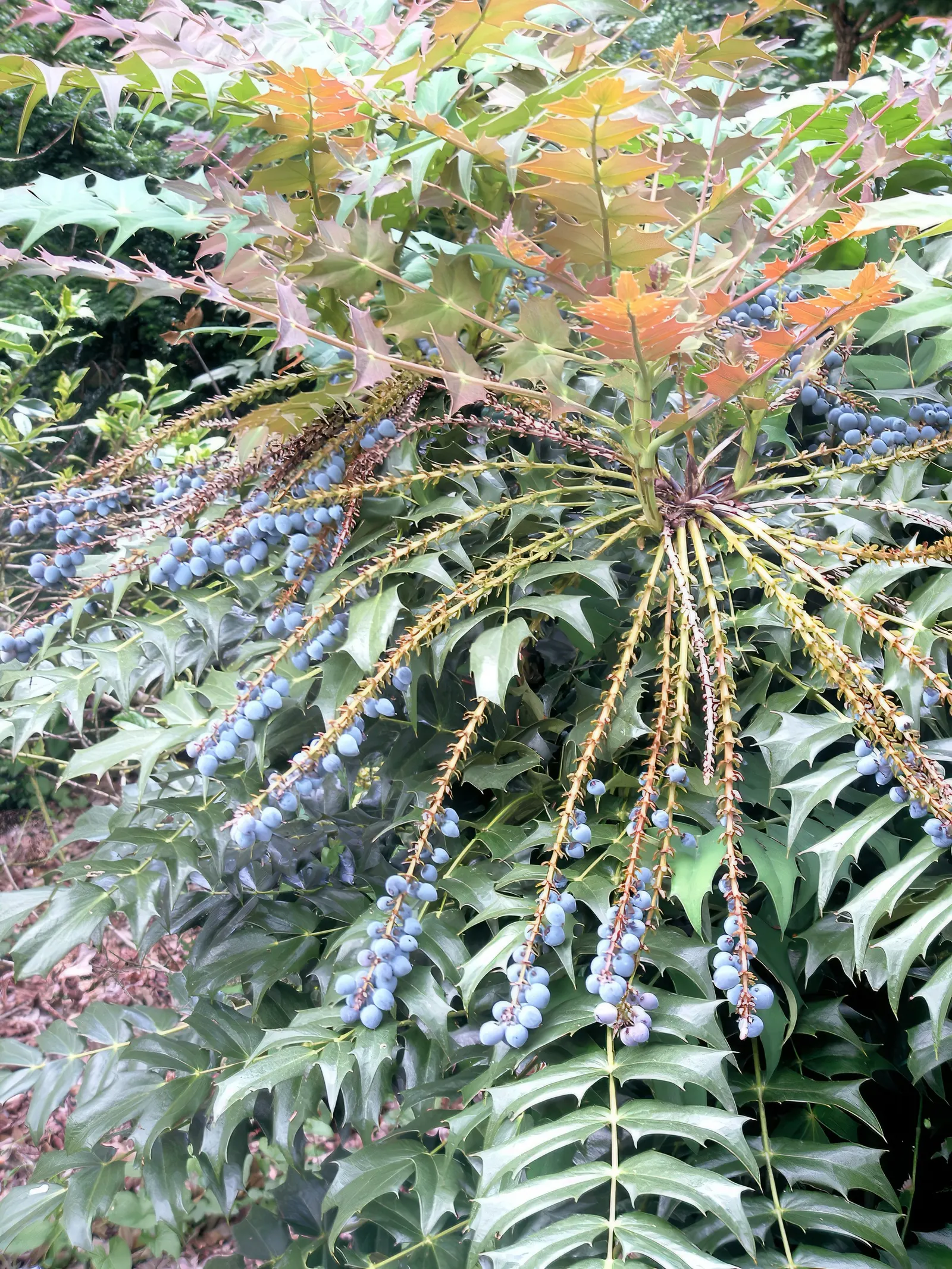 Creeping Mahonia (Mahonia Repens) — which are particularly attractive to pollinators like bees