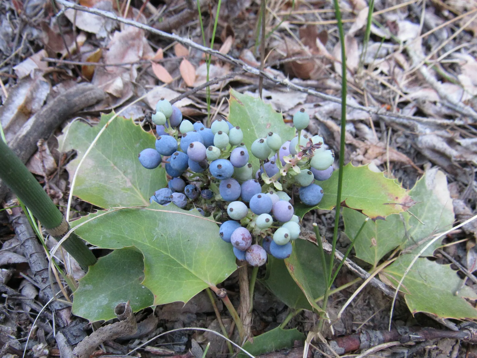 Creeping Mahonia (Mahonia Repens) — Admired for its holly-like foliage