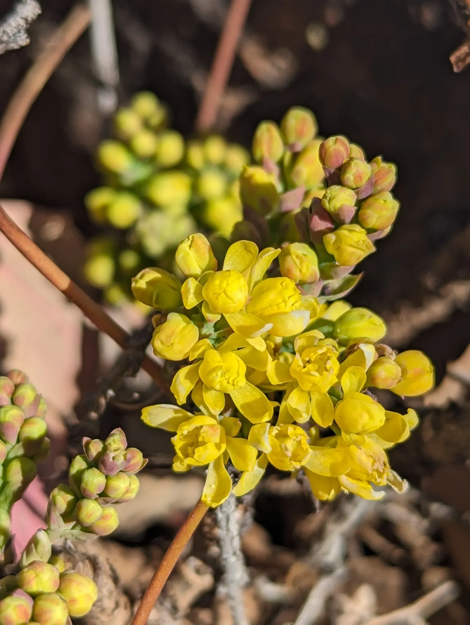 Creeping Mahonia (Mahonia Repens) — low-growing evergreen shrub