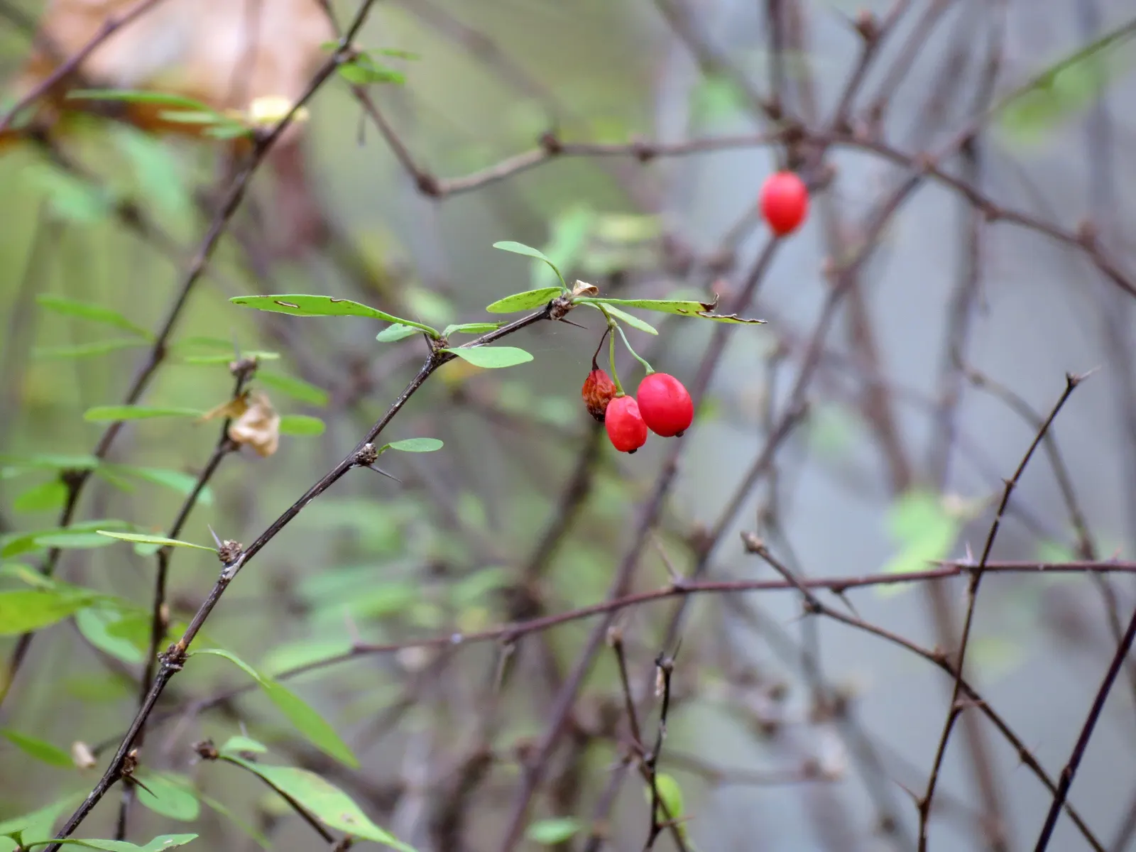Creeping Mahonia (Mahonia Repens) — with a spread of 18 to 36 inches; thriving in USDA zones 5-9, it prefers partial shade and well-drained soil