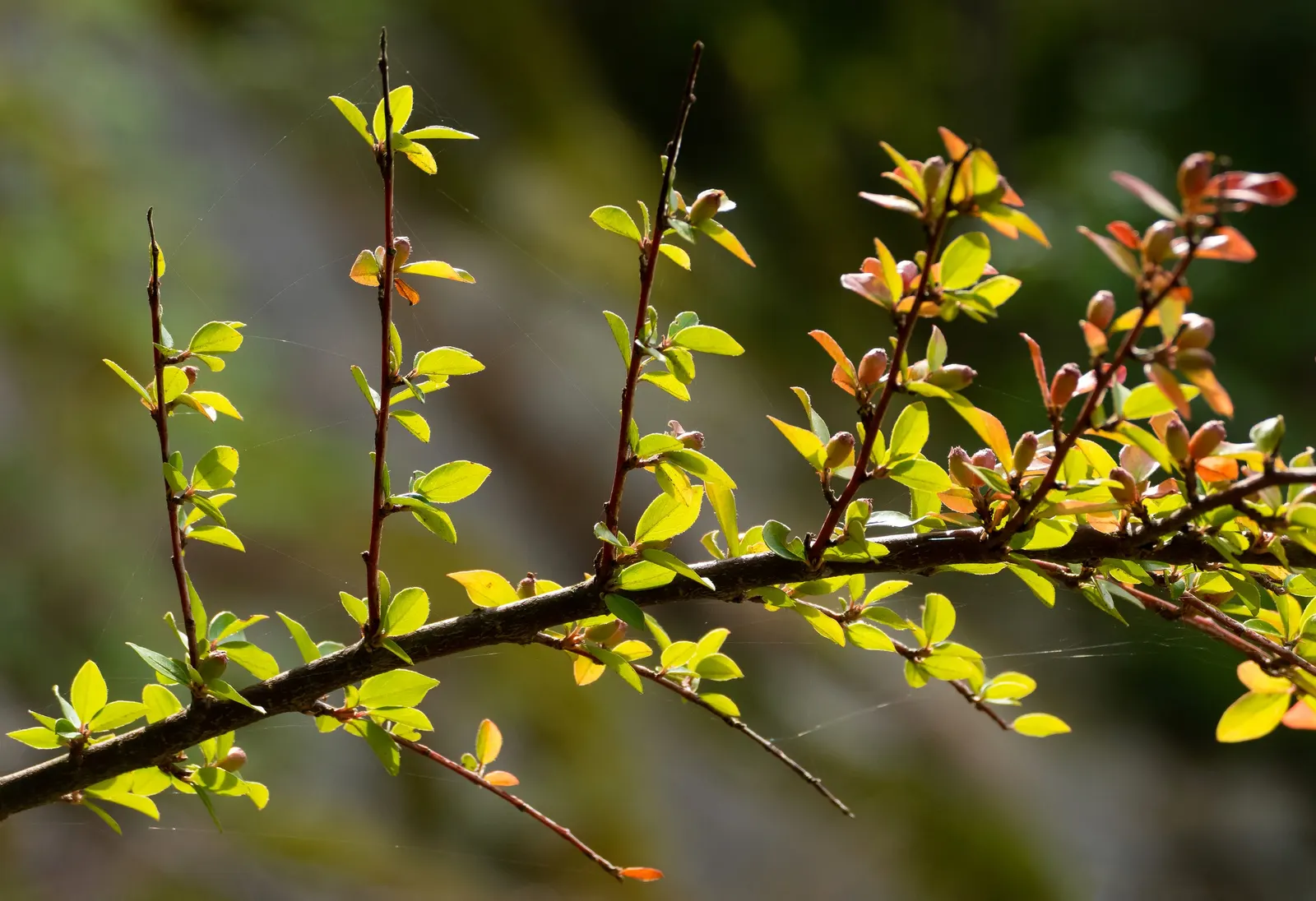 Creeping Mahonia (Mahonia Repens) — Thriving in USDA zones 5-9, it prefers partial shade and well-drained soil; its slow to moderate growth rate makes it easy