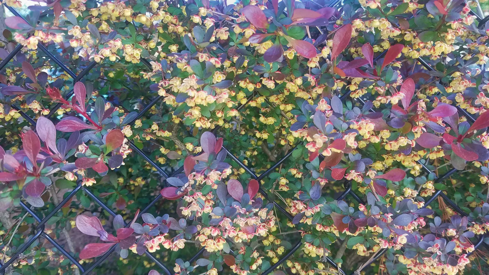 Creeping Mahonia (Mahonia Repens) — reaching a height of approximately 1-3 feet with a 2-5 feet spread; it should be noted that the plant prefers, image 53