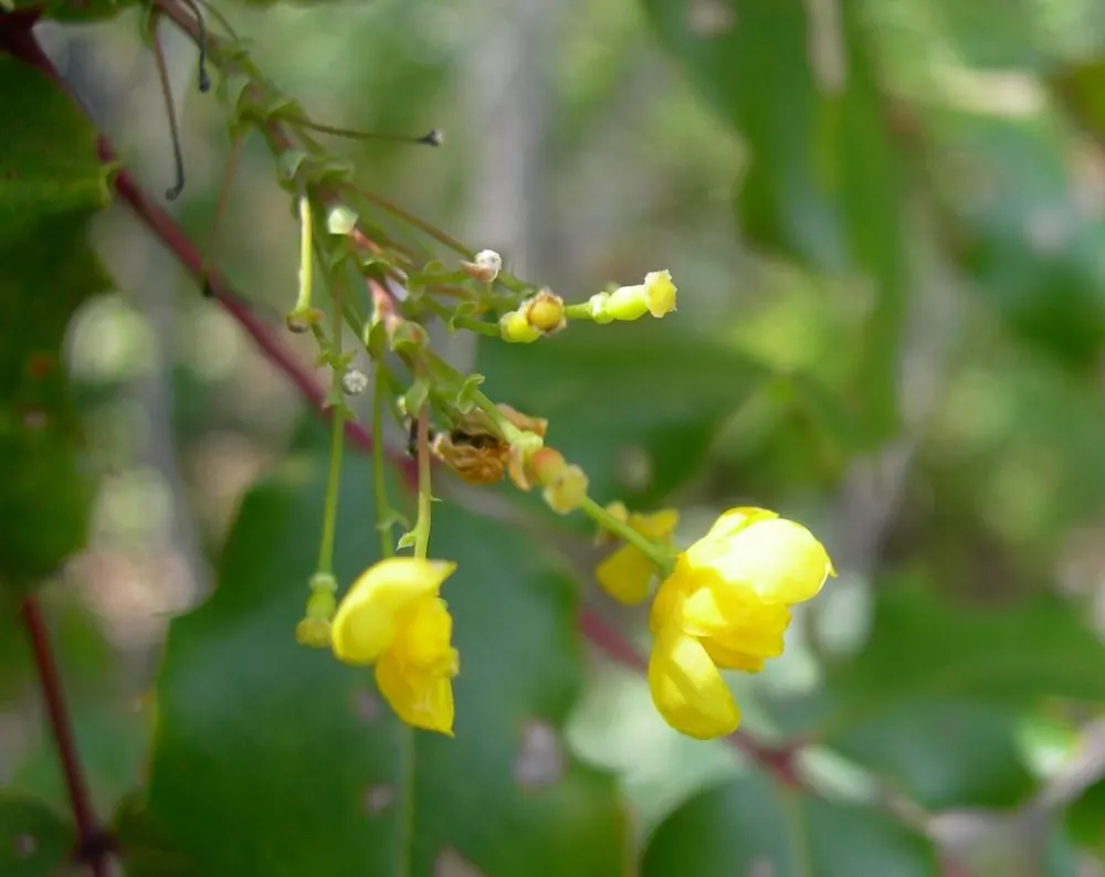Creeping Mahonia (Mahonia Repens) — low-growing evergreen shrub; holly-like leaves that turn various shades of red and purple in the fall and winter, image 52