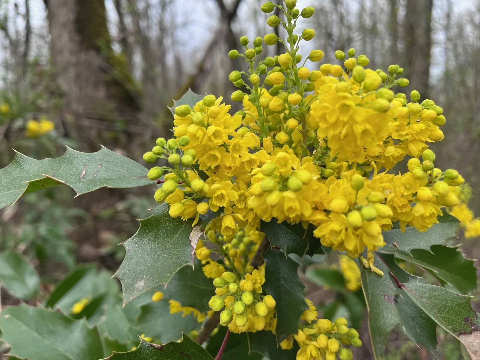 Creeping Mahonia (Mahonia Repens) — Perfect as ground cover, it adds year-round interest and is drought-tolerant once established