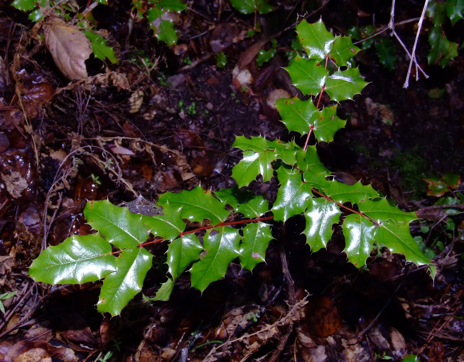 Creeping Mahonia (Mahonia Repens) — Creeping Mahonia forms a dense mat that can effectively suppress weeds