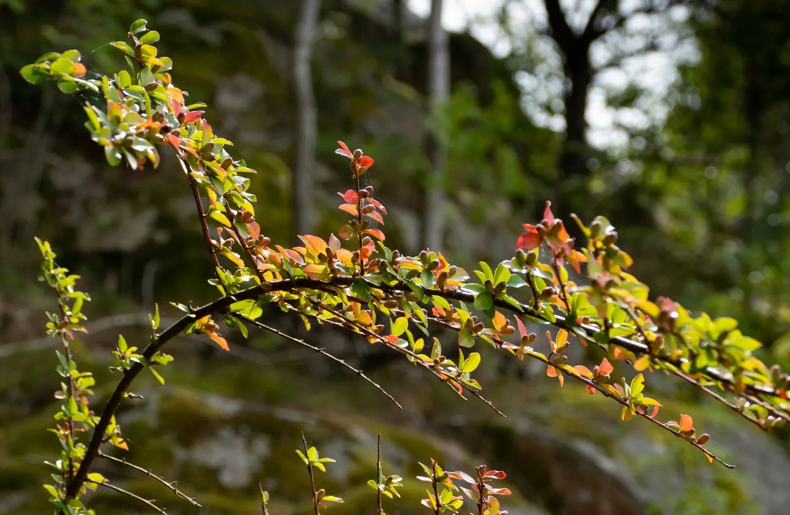 Creeping Mahonia (Mahonia Repens) — low-growing evergreen shrub; holly-like leaves that turn various shades of red and purple in the fall and winter