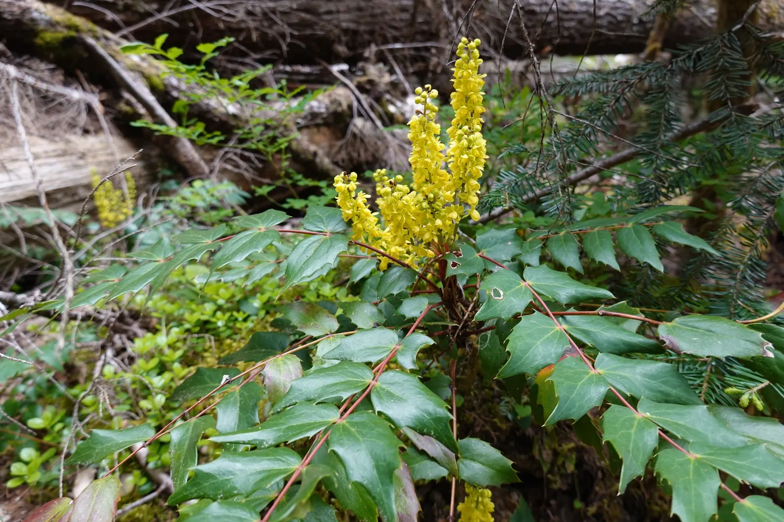 Creeping Mahonia (Mahonia Repens) — Thriving in USDA zones 5-9, it prefers partial shade and well-drained soil