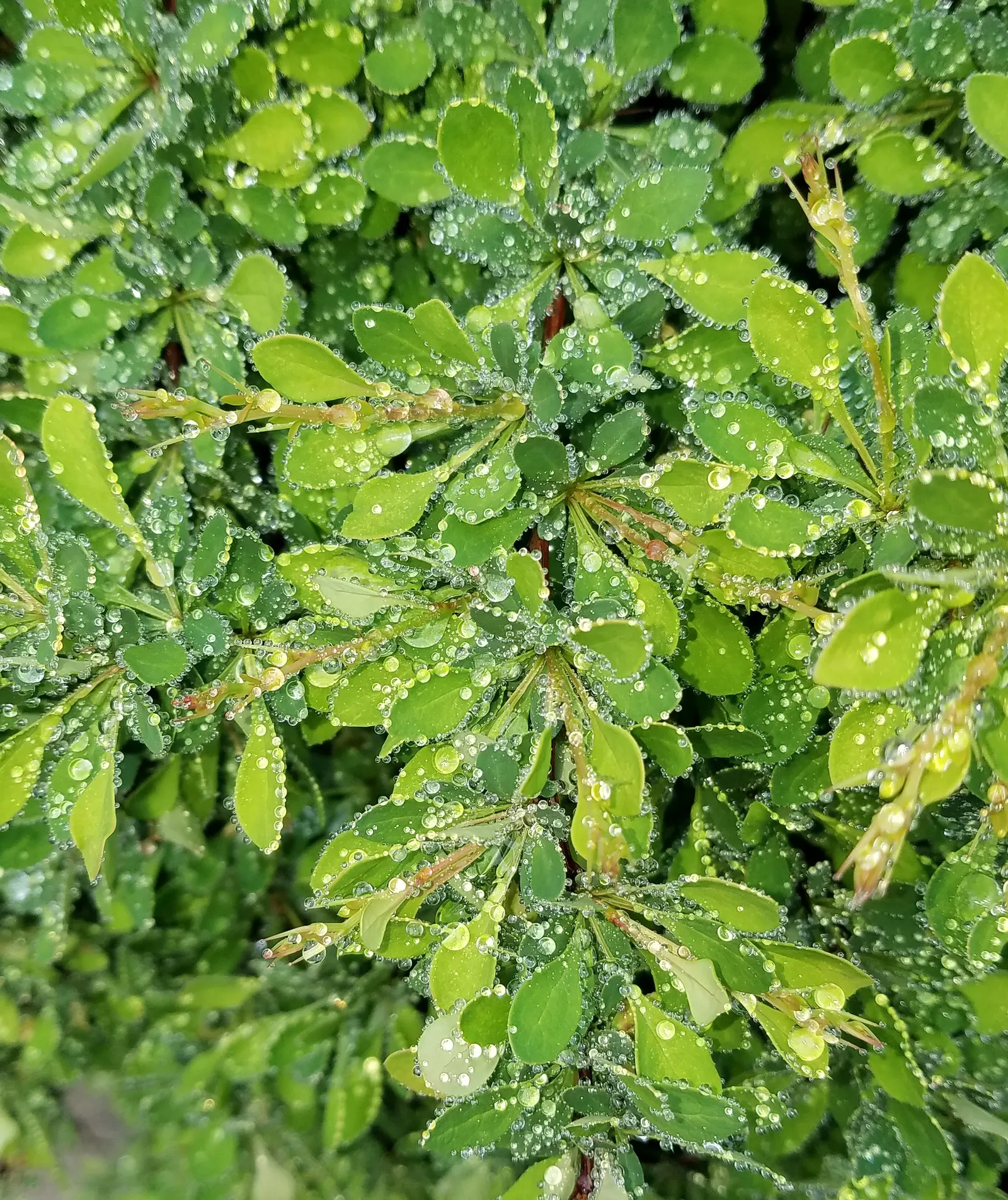 Creeping Mahonia (Mahonia Repens) — mass plantings on slopes for erosion control