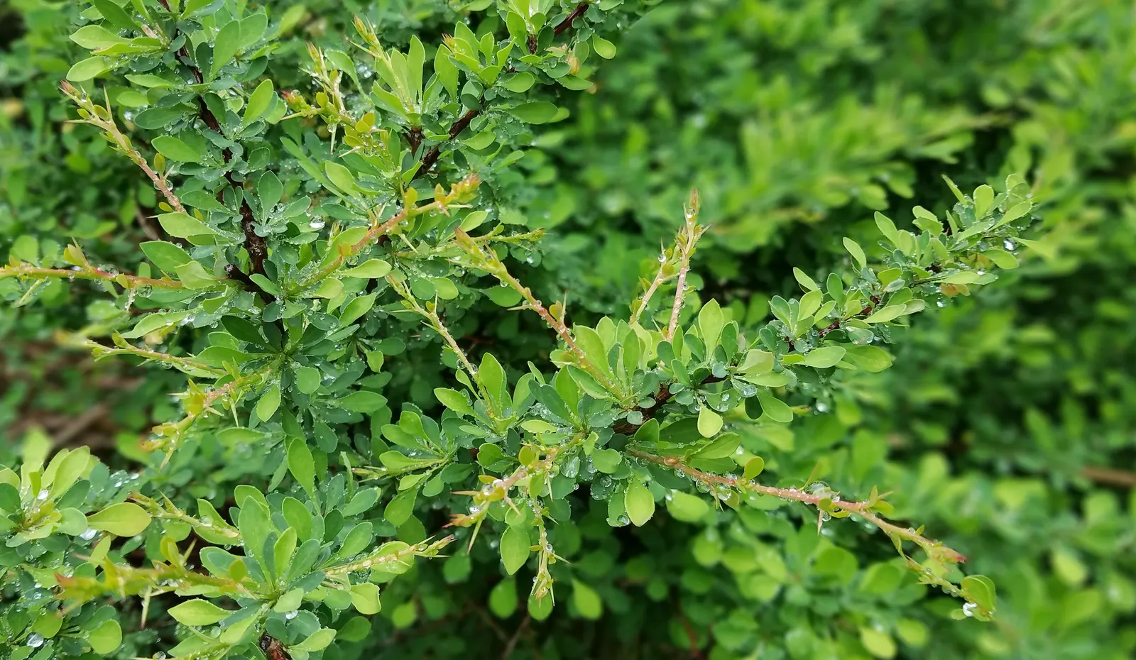 Creeping Mahonia (Mahonia Repens) — Admired for its holly-like foliage; ground cover / shrub for half or shade, image 54
