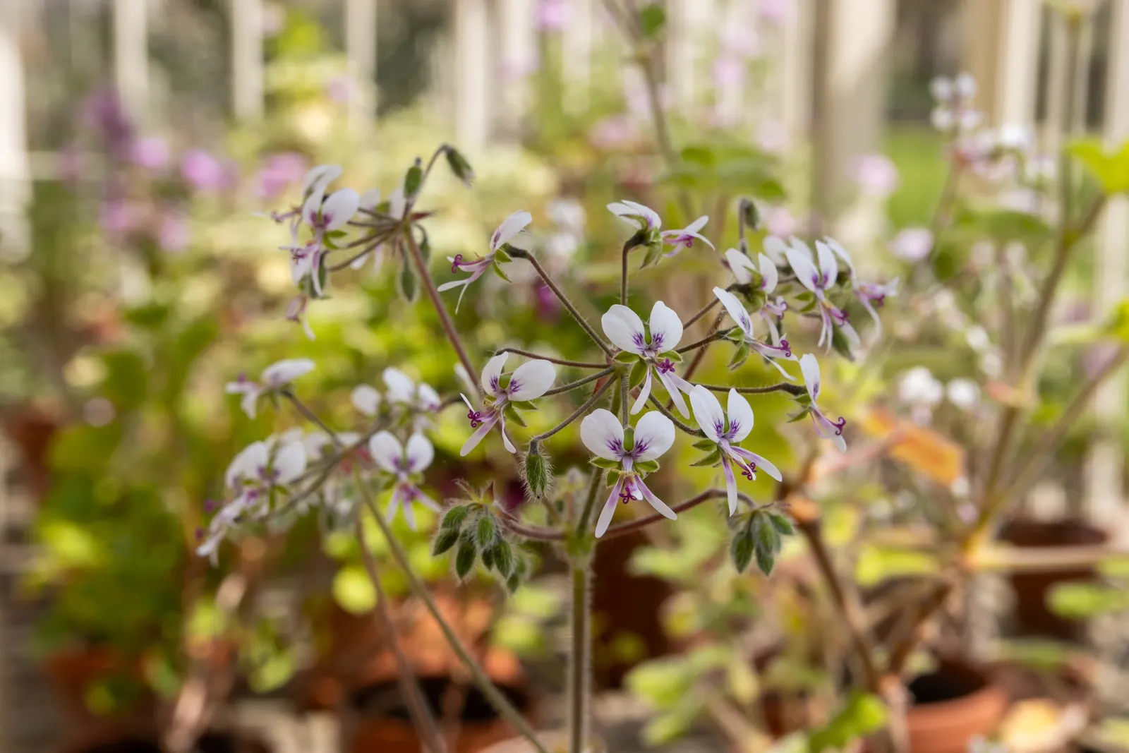 Peppermint Geranium (Pelargonium Tomentosum) — as Peppermint Geranium prefers drier conditions once established