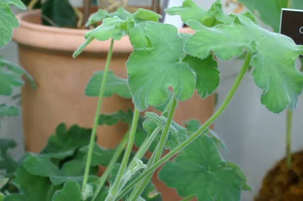 Peppermint Geranium (Pelargonium Tomentosum) — ground cover / perennial with multi-colored and white blooms