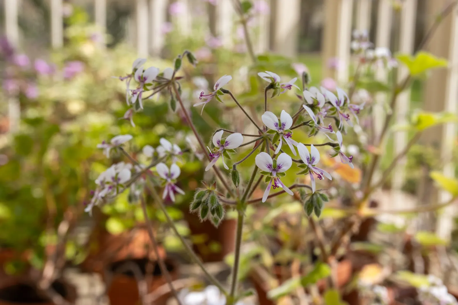Peppermint Geranium (Pelargonium Tomentosum) — Pelargonium tomentosum blooms sporadically throughout the year