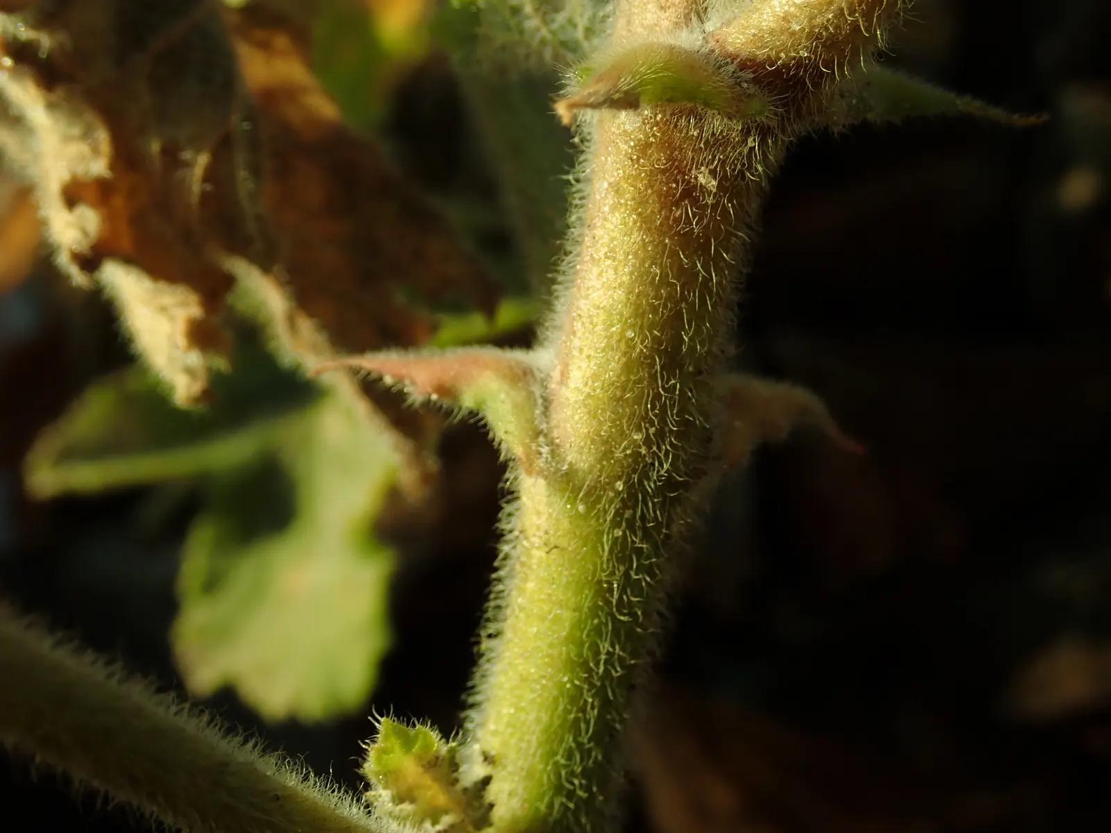 Peppermint Geranium (Pelargonium Tomentosum) — yet adapts well to various climates