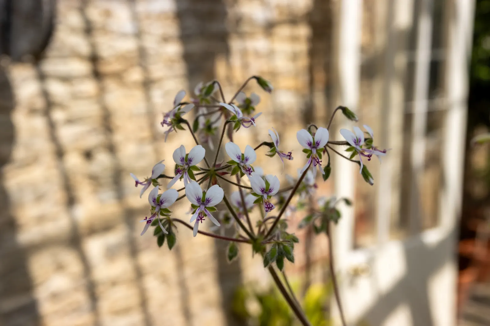 Peppermint Geranium (Pelargonium Tomentosum) — Its velvety, heart-shaped leaves emit a refreshing minty fragrance when brushed
