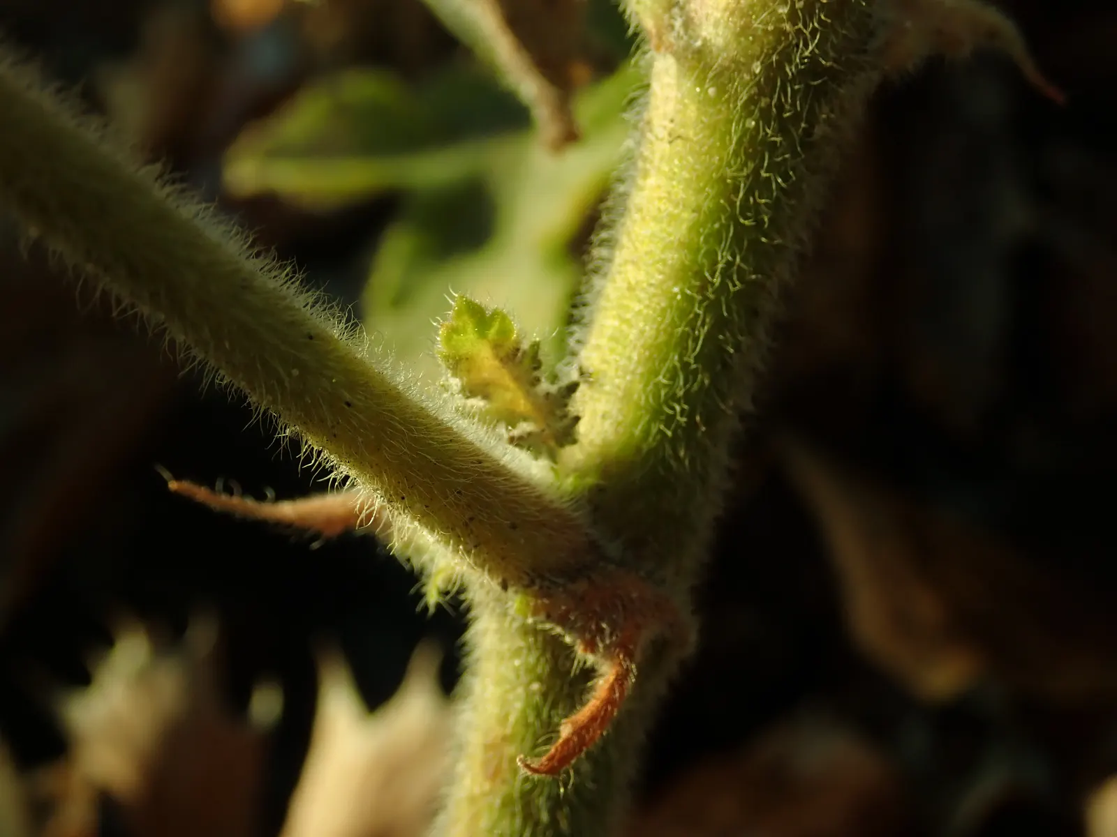 Peppermint Geranium (Pelargonium Tomentosum) — scientifically known as Pelargonium tomentosum