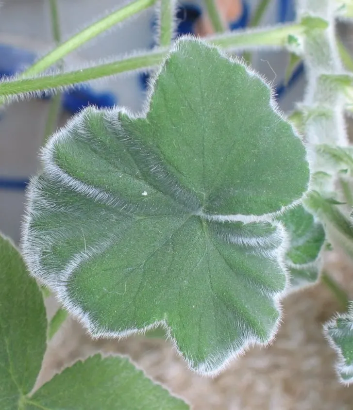 Peppermint Geranium (Pelargonium Tomentosum) — heart-shaped leaves are distinctively soft and deeply veined