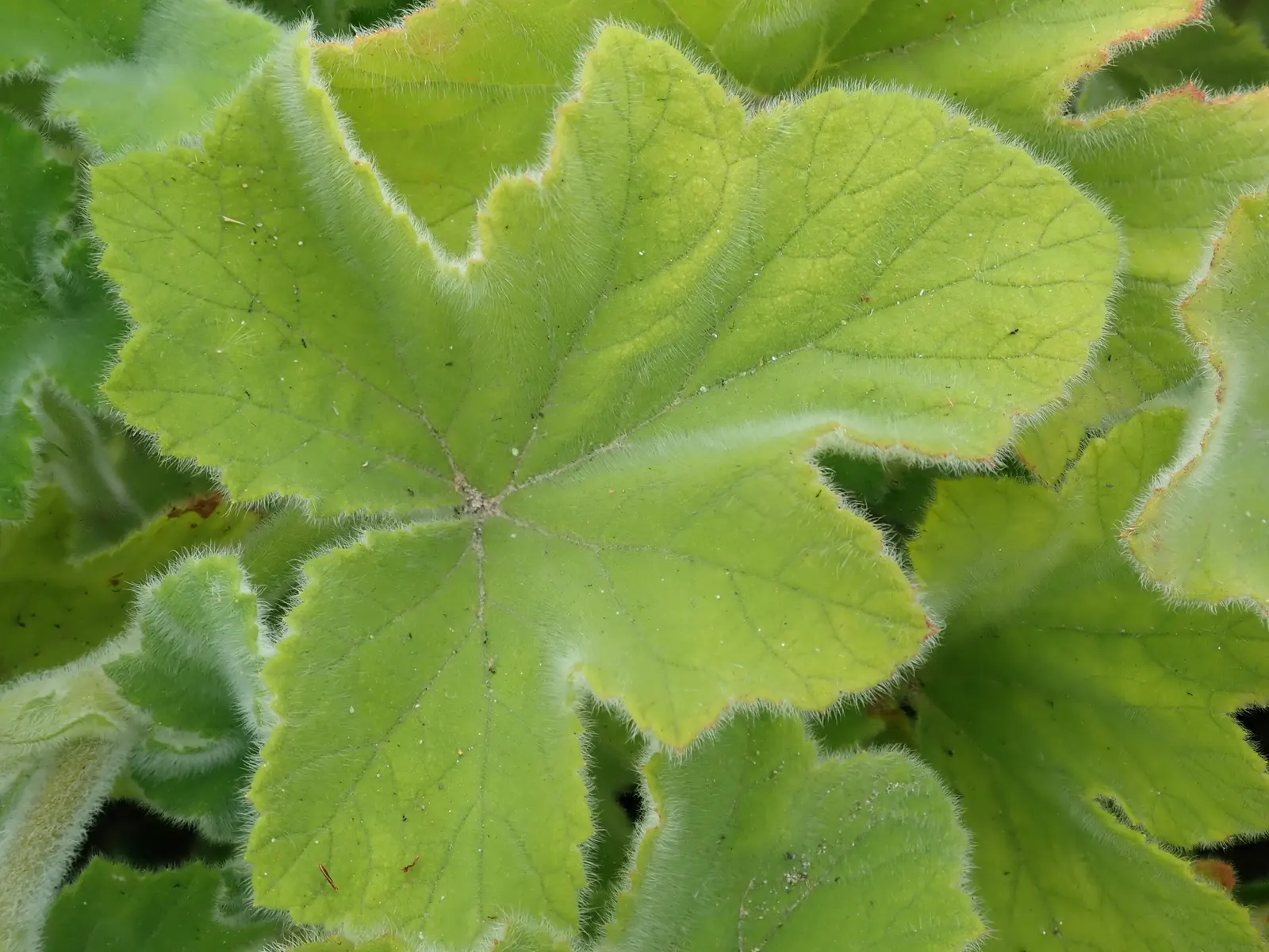 Peppermint Geranium (Pelargonium Tomentosum) — Its velvety, heart-shaped leaves emit a refreshing minty fragrance when brushed; enriching the garden's ecosystem
