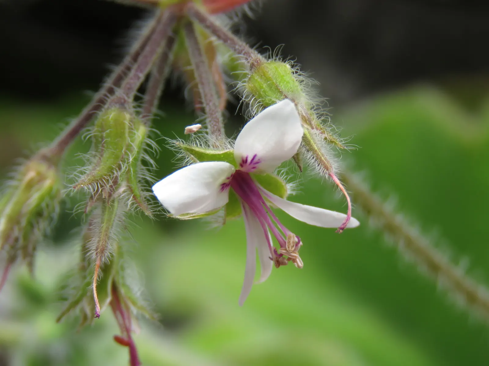 Peppermint Geranium (Pelargonium Tomentosum) — Ideal for USDA zones 9-11, it thrives in partial shade and well-drained soil; yet adapts well to various climates