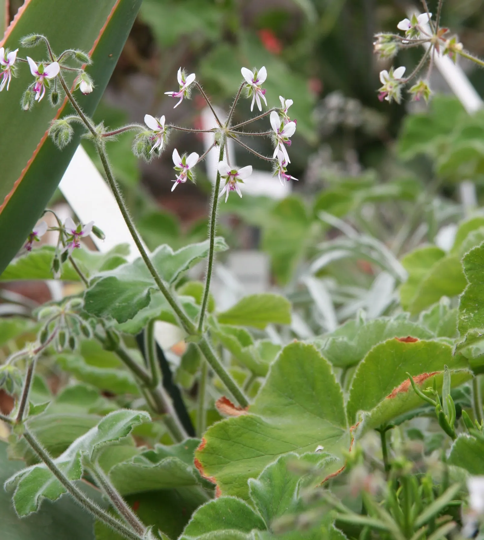 Peppermint Geranium (Pelargonium Tomentosum) — ground cover / perennial for full or half
