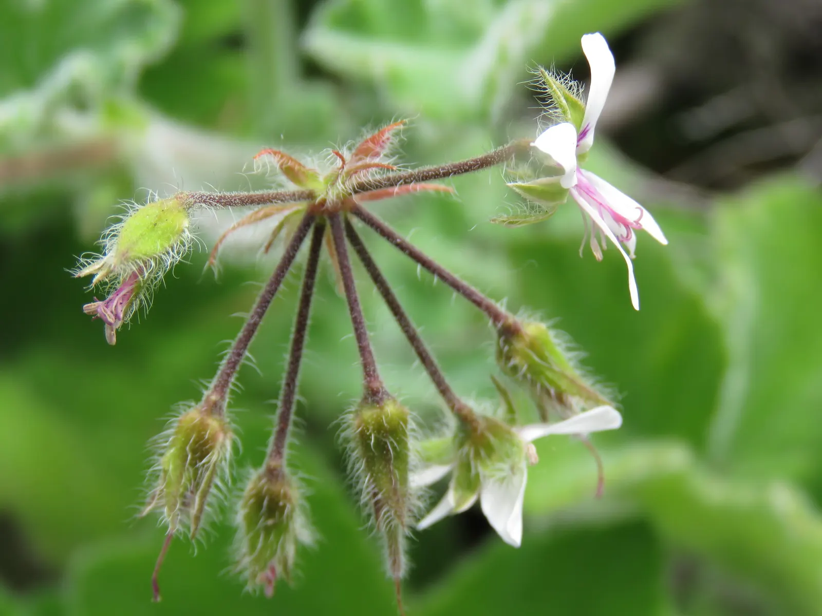 Peppermint Geranium (Pelargonium Tomentosum) — Peppermint Geranium (Pelargonium tomentosum) is an aromatic herbaceous perennial; sporadic clusters of small