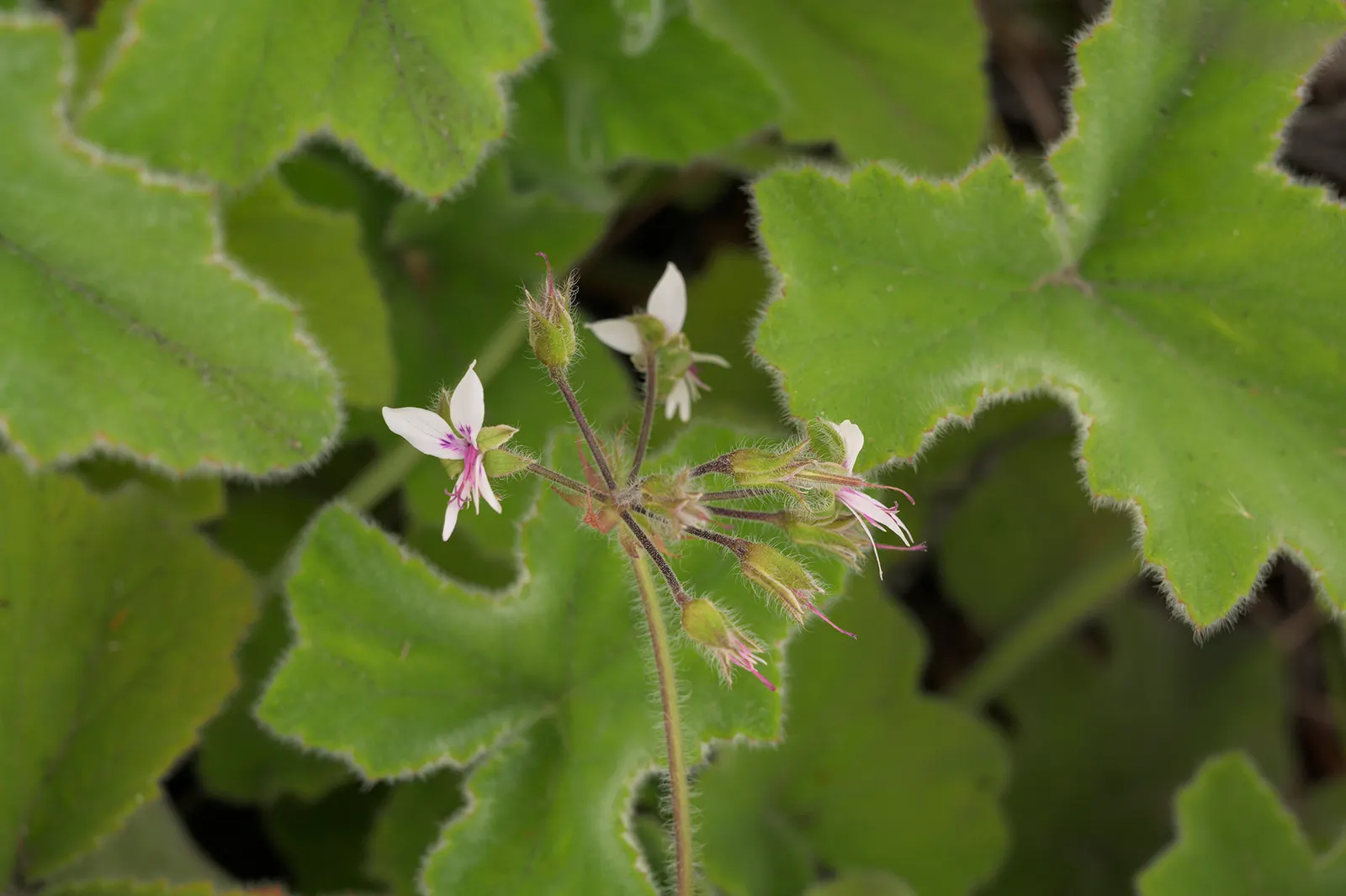 Peppermint Geranium (Pelargonium Tomentosum) — enriching the garden's ecosystem