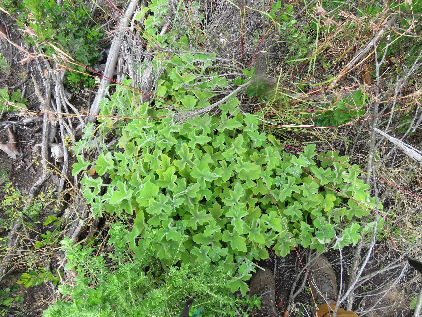 Peppermint Geranium (Pelargonium Tomentosum) — Sporadic clusters of small white flowers with purple markings bloom in summer, image 25