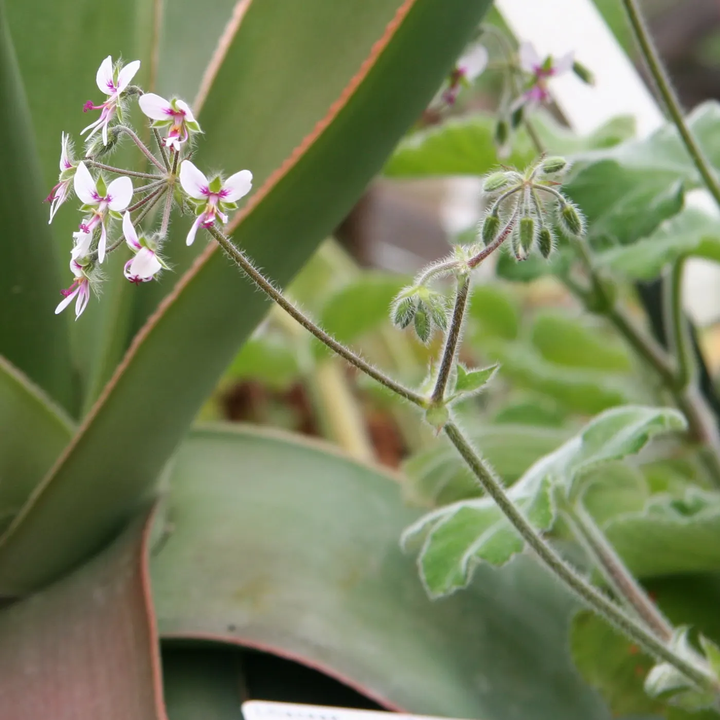 Peppermint Geranium (Pelargonium Tomentosum) — Peppermint Geranium (Pelargonium tomentosum) is an aromatic herbaceous perennial