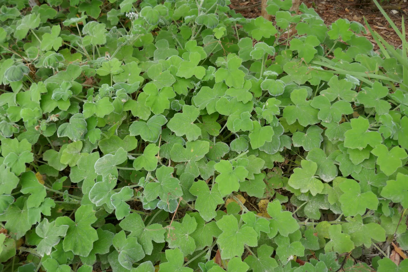 Peppermint Geranium (Pelargonium Tomentosum) — This plant is perfect for sensory gardens and as a groundcover offering year-round interest